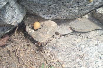 Wildlife