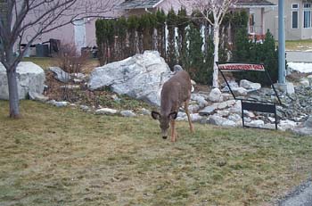 Wildlife