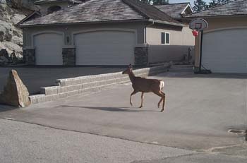 Wildlife