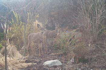 Wildlife