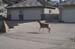 Wildlife